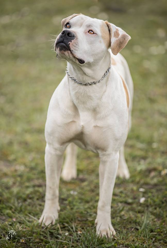 Havelland Bulls American Bulldog Zucht Berlin Brandenburg