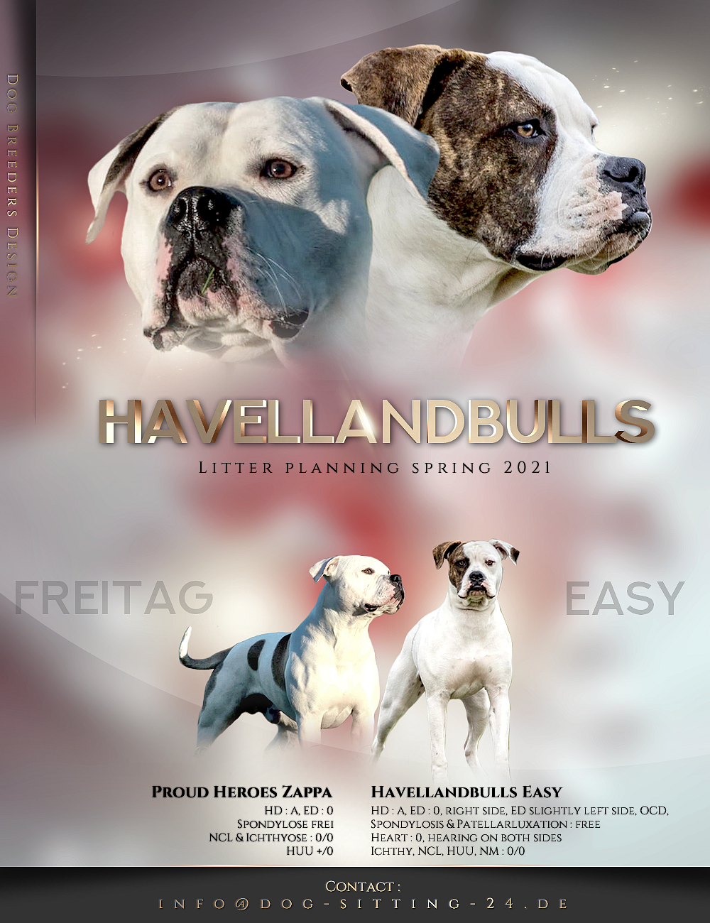 Havelland Bulls American Bulldog Zucht Berlin Brandenburg